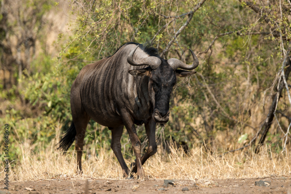 Gnou à queue noire, Connochaetes taurinus, Parc national Kruger, Afrique du Sud Gnou à queue noire, Connochaetes taurinus, Parc national Kruger, Afrique du Sud