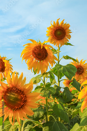 Fototapeta Naklejka Na Ścianę i Meble -  Beautiful of bright colored sunflowers.