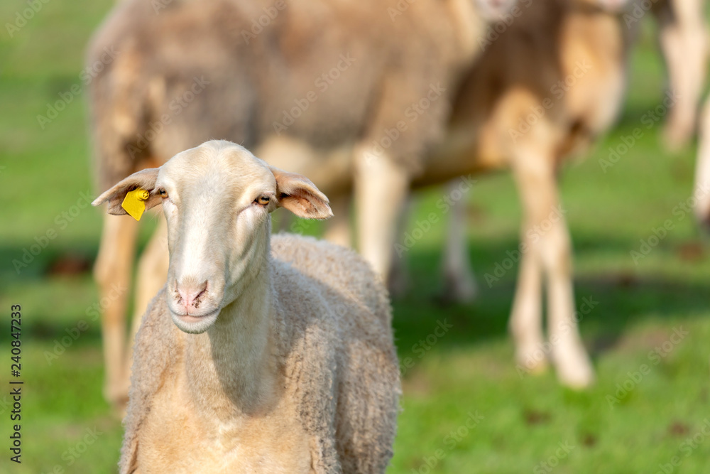 Obraz premium Flock of sheep grazing