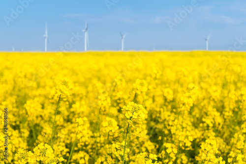 rapeseed flower closeup in spring