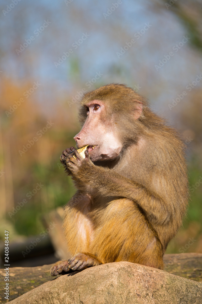 Fototapeta premium Mantelpavian