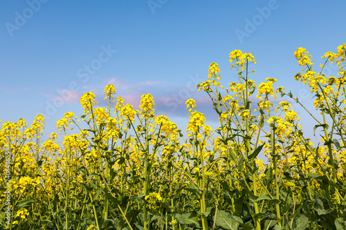 rapeseed flowers and dusk sky background