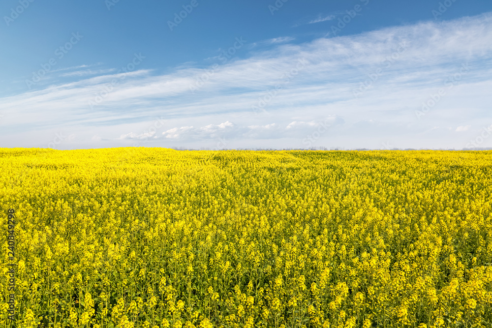 rapeseed flowers field in spring