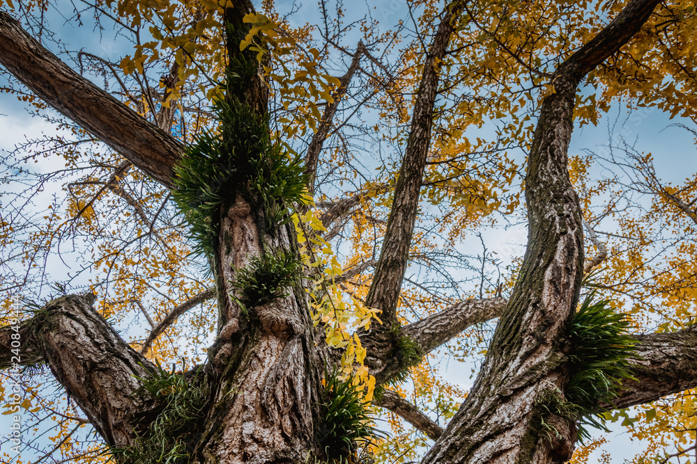 A ginkgo tree whose leaves turned yellow A ginkgo tree whose leaves turned yellow