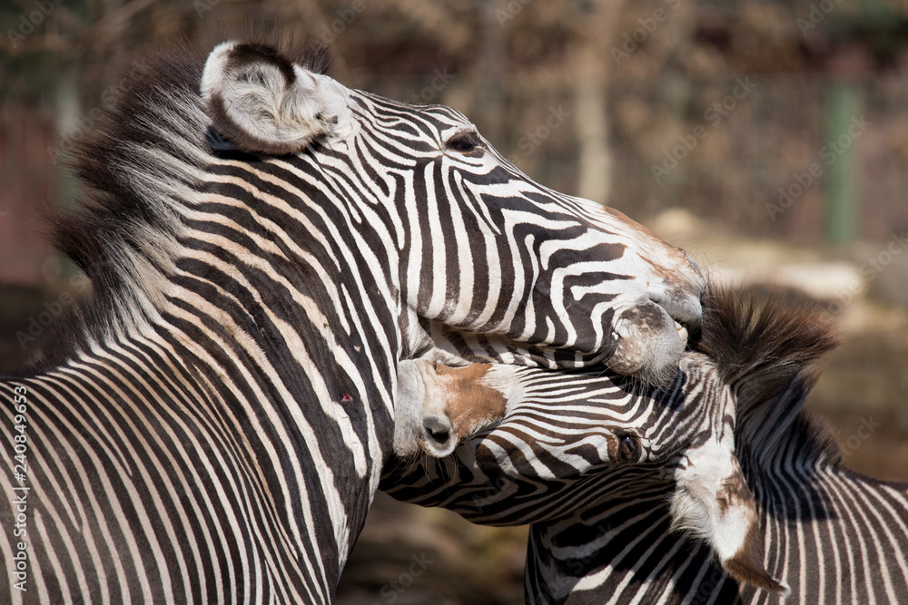 Zebra Zebra