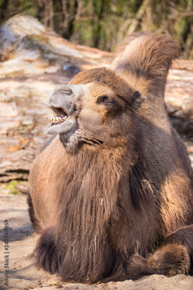 Obraz premium Dromeda