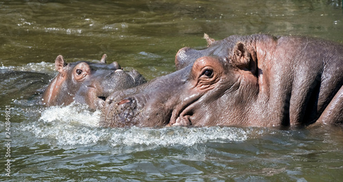 Hippopotamus family. Latin name - Hippopotamus amphibius