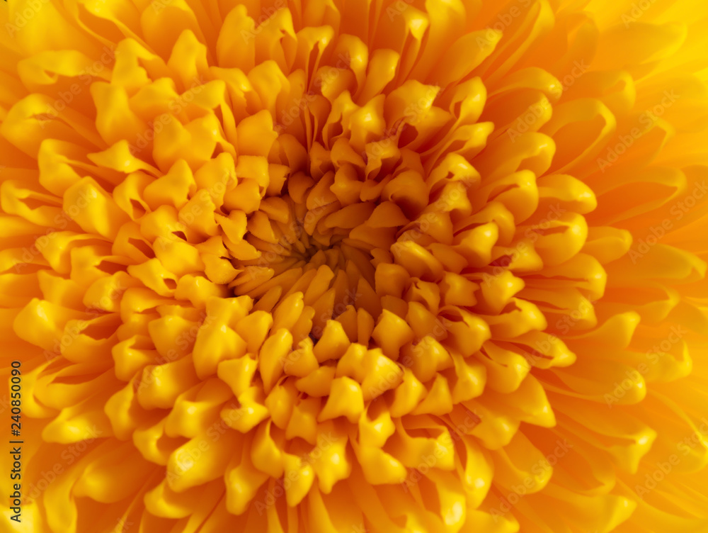 close up on the central of a yellow chrysanthemum flower - obrazy, fototapety, plakaty 