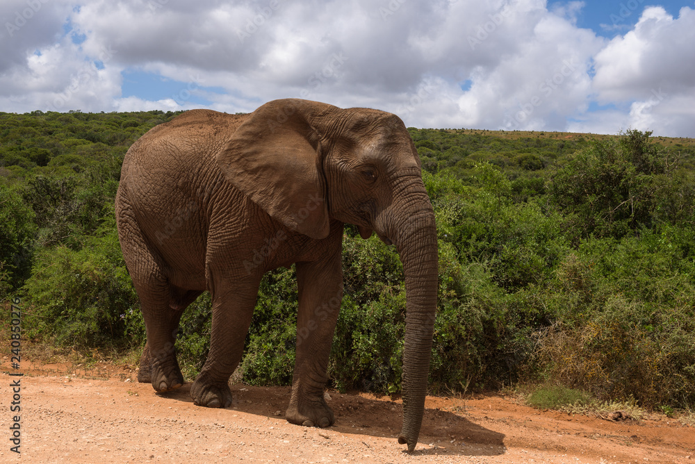 Large elephants passing by at close range in Addo Elephant Park, South Africa