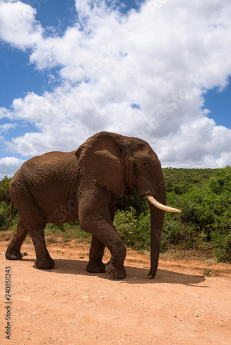 Large elephants passing by at close range in Addo Elephant Park, South Africa © nielsvos