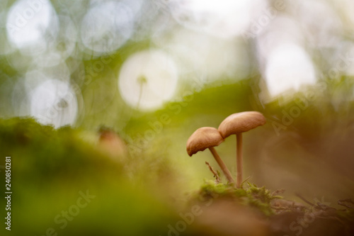 Mushrooms autumn 2018