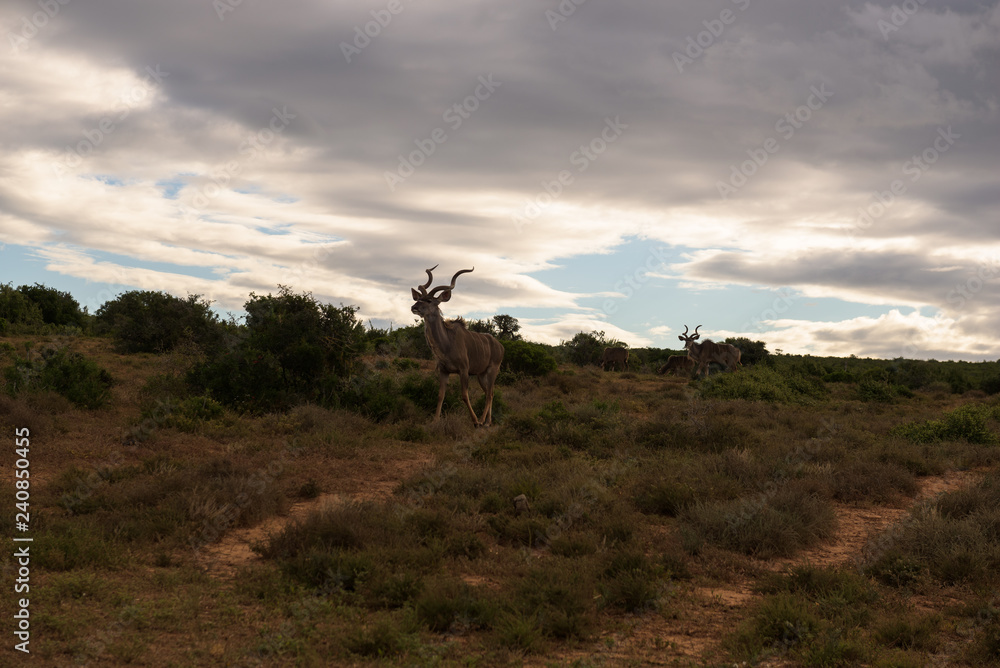 Greater kudu walking on the savanna near shrubs for protection in Addo Elephant Park, South Africa