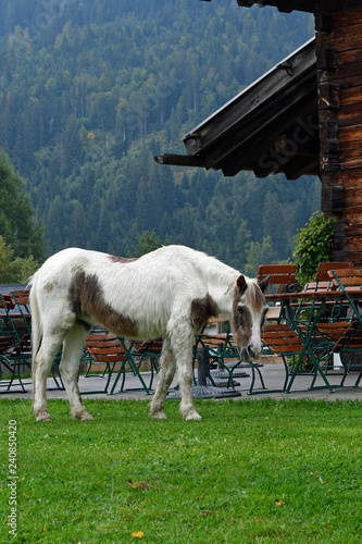 Fototapeta Naklejka Na Ścianę i Meble -  pferd grast vor dem eberlehof in riezlern,  kleinwalsertal