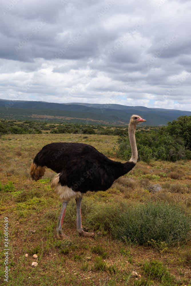 Naklejka premium Common ostrich wandering on the savanna’s of Addo Elephant Park, South Africa