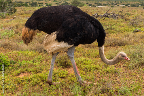 Common ostrich wandering on the savanna’s of Addo Elephant Park, South Africa