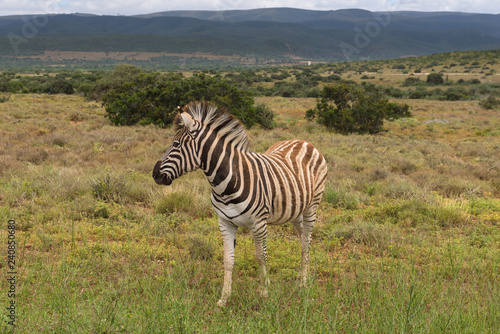 Beautifully striped zebra   s wandering around in Addo Elephant Park  South Africa