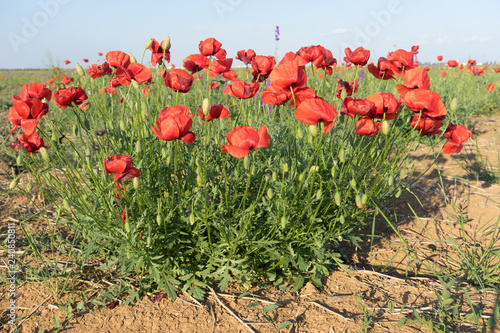 Fototapeta Naklejka Na Ścianę i Meble -  Natural background with red poppies on the background of the steppe.