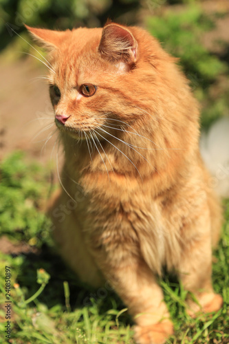 Beautiful red cat portrait outdoor in nature