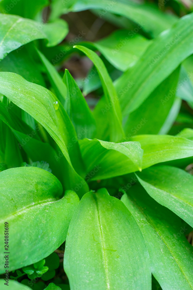 Closeup of ramsons (wild garlic) leaves (Allium ursinum) Closeup of ramsons (wild garlic) leaves (Allium ursinum)