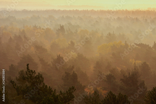 Beautiful background. The forest in the morning. Kampinos National Park. Poland