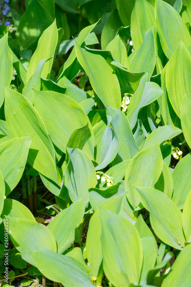 Obraz premium Closeup of flowering Lily of the valley plants (Convallaria majalis)