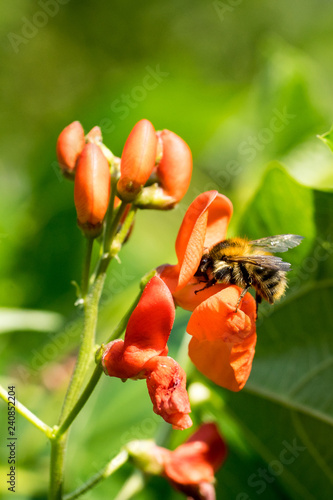 Bilde på lerret Closeup of a bumblebee (prob