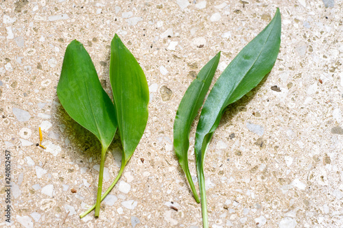 Comparison of poisonous Lily of the valley (Convallaria majalis, on left) and edible wild garlic (Allium ursinum, on right) leaves