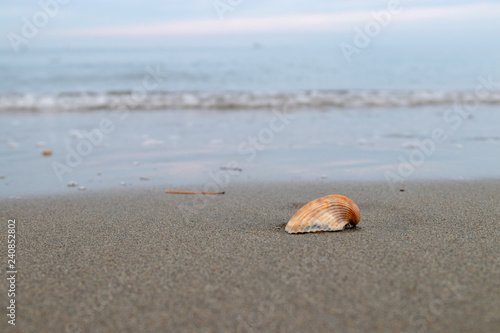 Fragments of shells on the beach during winter.
