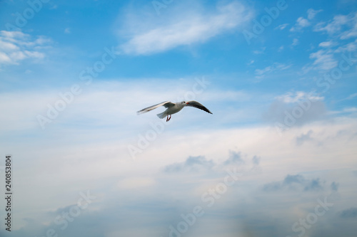 Single seagull flying in a sky as a background - Image