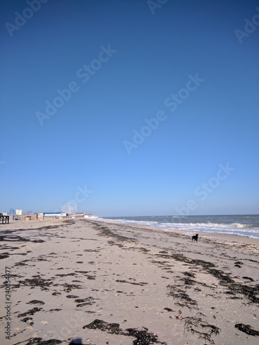 beach winter cold nature season sea view sunlight horizon dog water blue sky landscape