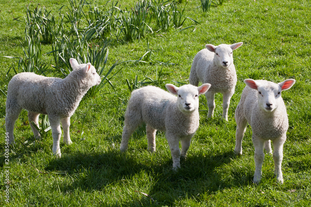 Obraz premium Curious spring lambs watching alertly