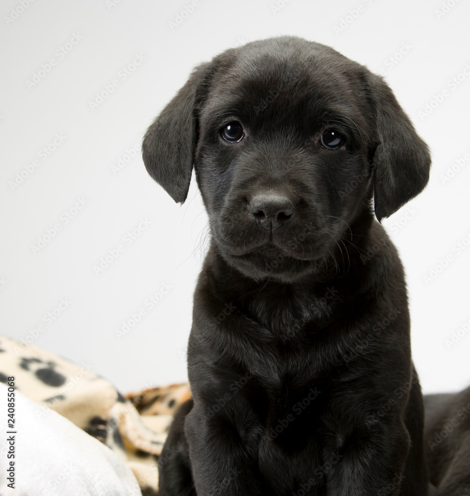 Studio shot on white seamless of a cute black labrador puppy sitting looking at the camera