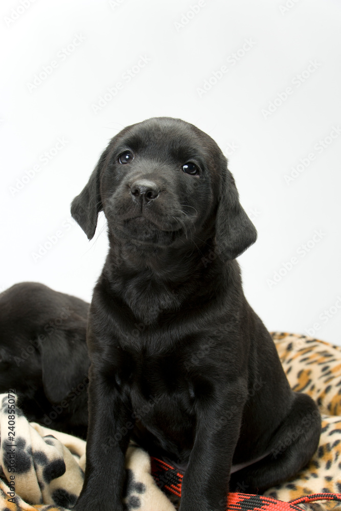 Studio shot on white seamless of a black labrador puppy sitting on a dog bed with a lead looking at the camera Studio shot on white seamless of a black labrador puppy sitting on a dog bed with a lead looking at the camera