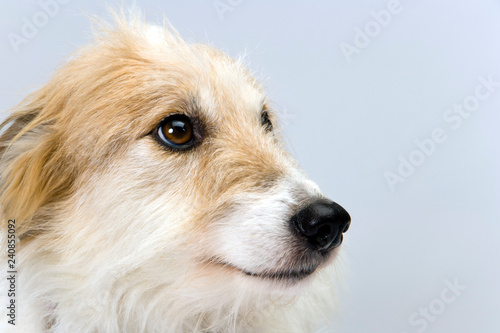 Studio shot on plain background of a pretty long-haired lurcher bitch head in profile photo