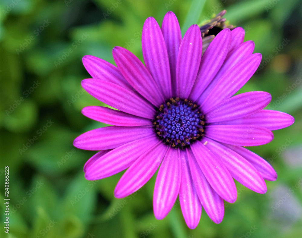 purple flower purple flower