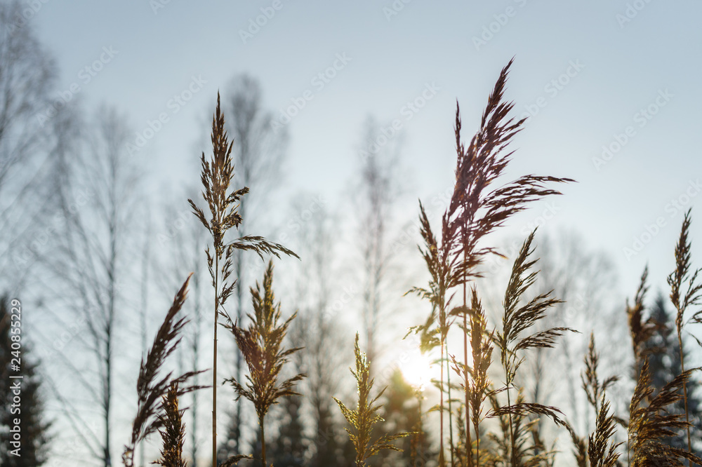 Fototapeta premium reed stalks in winter