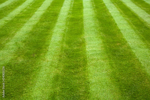Garden lawn with mower stripes