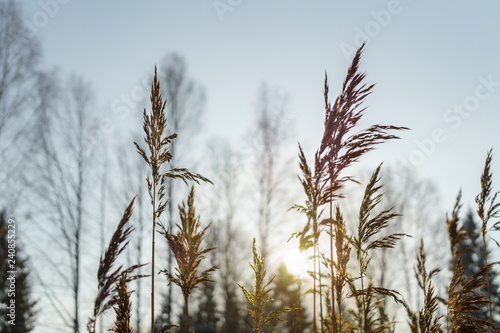 reed stalks in winter