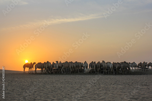 Camels