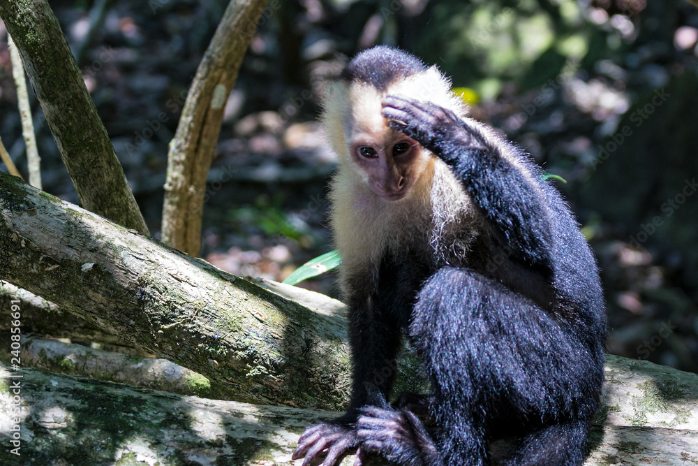 Obraz premium White-headed capuchin monkey (Cebus capucinus) resting in National Park Manuel Antonio - Costa Rica