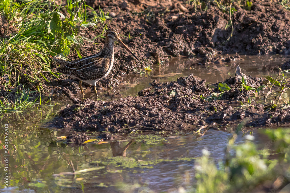 Common snipe (Gallinago gallinago) in Beeder Bruch near Homburg in Germany