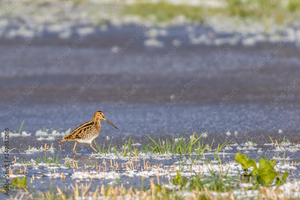 Common snipe (Gallinago gallinago) in wintry Beeder Bruch near Homburg in Germany
