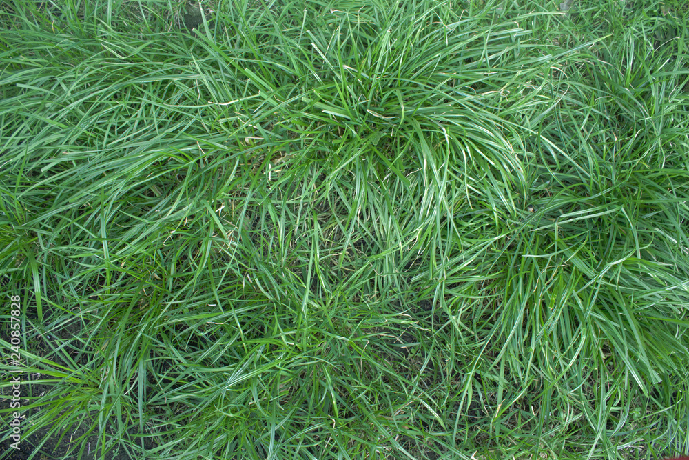 Lush grass Lush grass