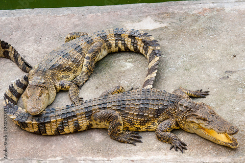 Two crocodiles lay on a concrete platform near the pool. Thailand