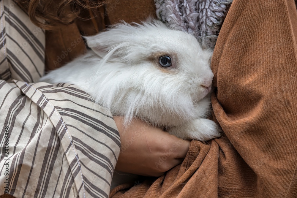 Obraz premium cute white domestic rabbit