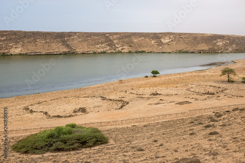 A camel at Khor Rori, near Salalah, Dhofar Province, Oman.