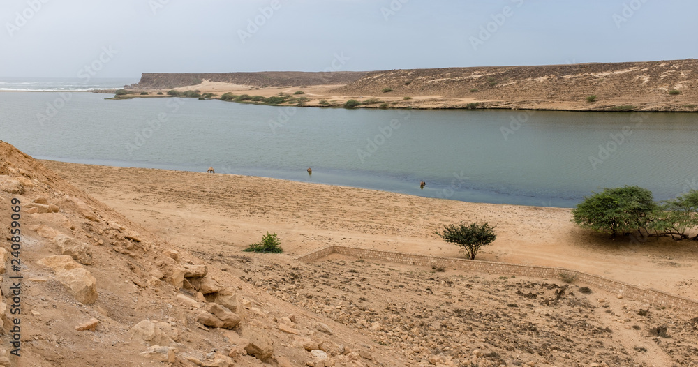 Camels at the archeologiacal site at Khor Rori, near Salalah, Dhofar Province, Oman.