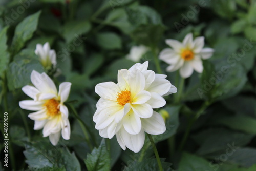 white flowers in garden