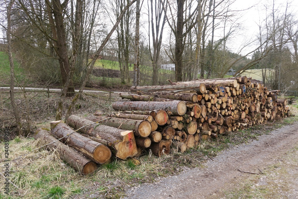 Holzstämme neben dem Klingenbacherlebnispfad in Steinenbronn (Kreis Böblingen)