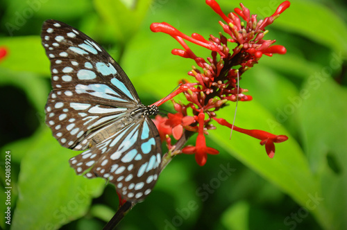 Closeup butterfly on flower © prettyboy80